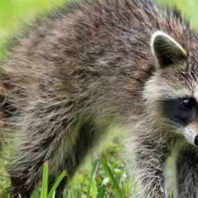 Sick Raccoon Symptoms, Signs of Distemper and More, Call Us To Help You