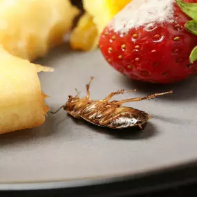 Don't Let This Happen To You! Foodservice and Restaurant Pest Control