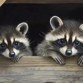 Baby raccoons (kits) humane removal services