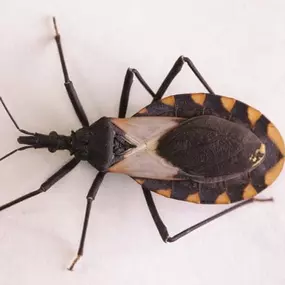 Beware! Deadly Kissing Bug a Threat to NJ. Learn More: https://4njpest.com/beware-deadly-kissing-bug-threat-to-nj/