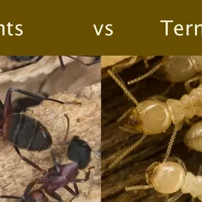 There is a difference between ants and termites, Learn more: https://4njpest.com/the-difference-between-ants-and-termites%EF%BB%BF/