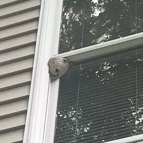 Bald-Faced Hornet Nest To Be Removed