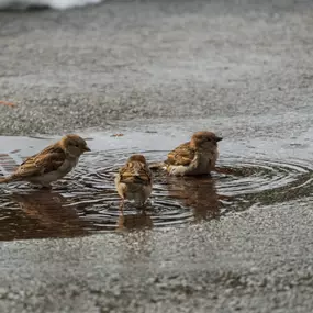 House Sparrows, Did you know they are invasive species in NJ? click to learn more