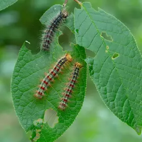 Gypsy moths are invasive species in NJ, control and removal is essential