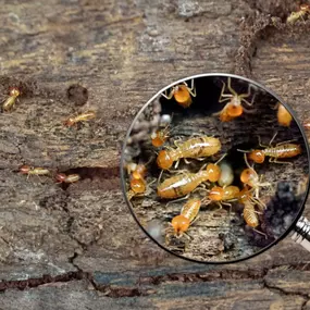 Termite control and prevention