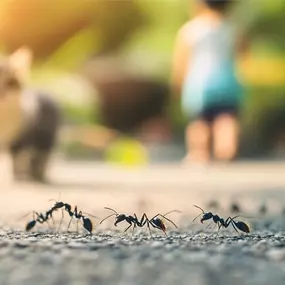 Stinging Asian Needle Ants Removal and Control
