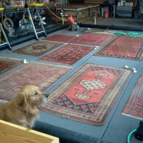 Bild von Castle Cleaning & Oriental Rug Company