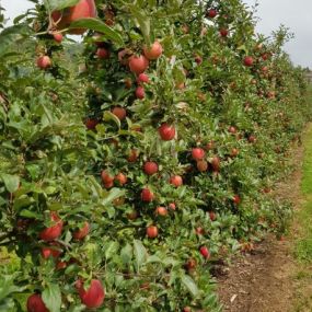 Bild von Grimm Obst u. Gemüsehandels AG