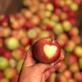 Bild von Grimm Obst u. Gemüsehandels AG