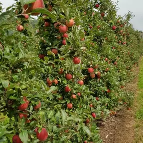 Bild von Grimm Obst u. Gemüsehandels AG