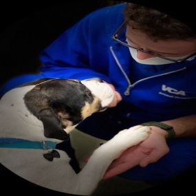 Bild von VCA Regional Institute for Veterinary Emergencies and Referrals