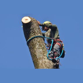 Boutte Tree, Inc. - Tree Pruning