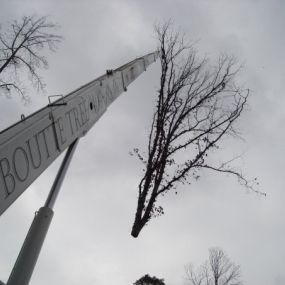 Boutte Tree, Inc. - Tree Service