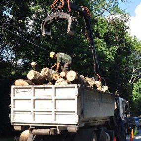 Boutte Tree, Inc. - Tree Removal