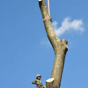 Boutte Tree, Inc. - Tree Trimming