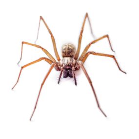 Eliminate Spider Problems Before They Happen w/ Our Proactive Programs