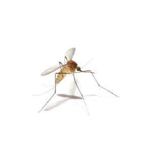 Protect Your Outdoor Experience From Pesky Mosquitos