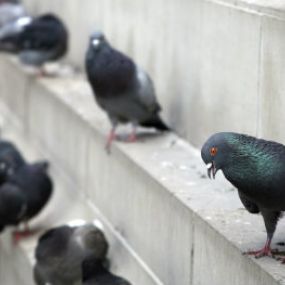 Birds Can Spread Disease & Cause Millions Of Dollars In Property Damage