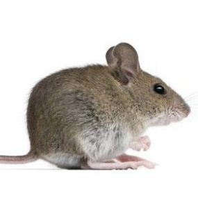 Protect Your Home or Business From Rodents Year Round By Partnering w/ Smithereen