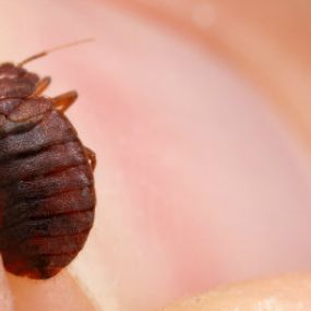 Rid Your Home or Business of Bed Bugs