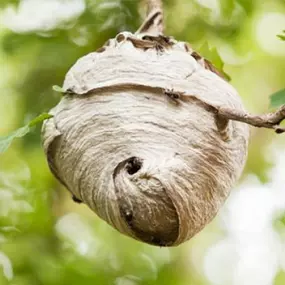 Target Wasp Nests & Other Flying Insect Problems Before They Happen w/ Our Proactive Programs