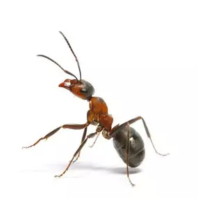Address Ant Problems Before They Infiltrate Your Indoor Space w/ Our Proactive Programs