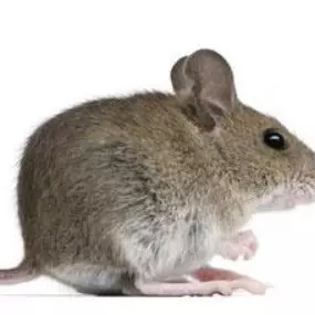 Protect Your Home or Business From Rodents Year Round By Partnering w/ Smithereen