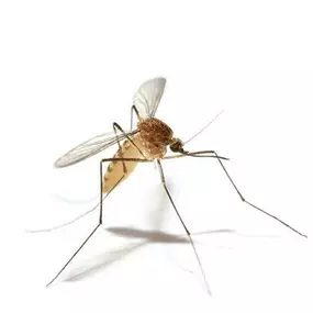 Protect Your Outdoor Experience From Pesky Mosquitos