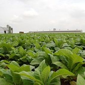 Field_of_Tobacco_in_Intercourse_Pennsylvania_2984px.jpg