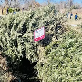 Annual 2024 Magical Forest Event in Windsor yesterday! We love sponsoring this FUN event where families come out to build forts with old Christmas trees.