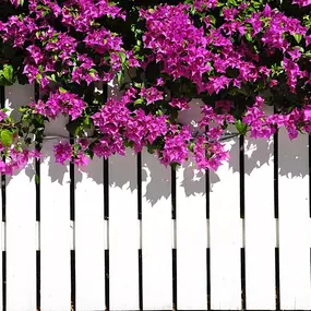 Residential Vinyl Fence