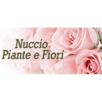 Λογότυπο από Nuccio Piante e Fiori di Natale Scaccio