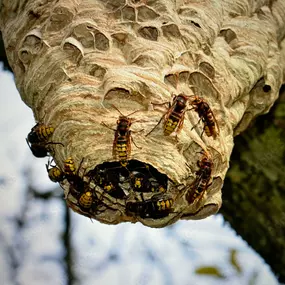 Bild von GROSS Pest Control GmbH