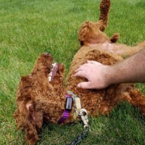 underground pet fence installation