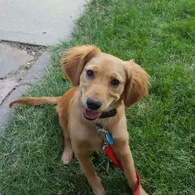 underground pet fencing Sioux Falls SD