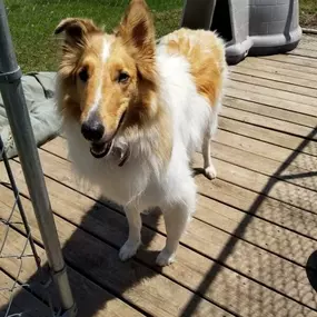 how to install an underground dog fence