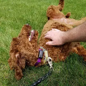 dog fence