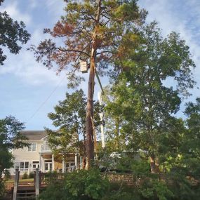 Whether you need tree trimming, tree removal, or want to plant a new tree, our certified arborists are here to help. Contact us today for a FREE estimate!