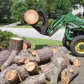 Our team has fulfilled a number of major tree projects in Wilmington, and we can complete any size job for you.