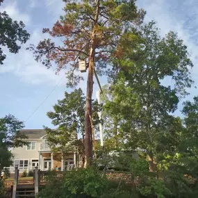 Whether you need tree trimming, tree removal, or want to plant a new tree, our certified arborists are here to help. Contact us today for a FREE estimate!