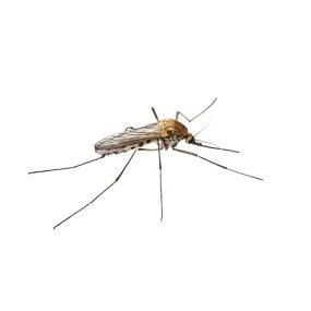 Problems with mosquitos? Eliminate them today!