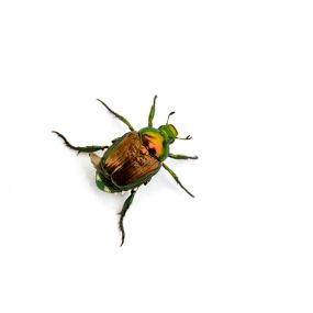 Problems with Japanese beetles? Eliminate them today!