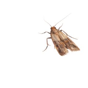 Problems with Indian meal moths? Eliminate them today!
