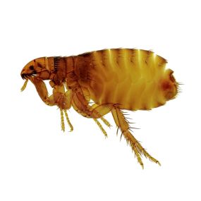 Problems with fleas? Eliminate them today!