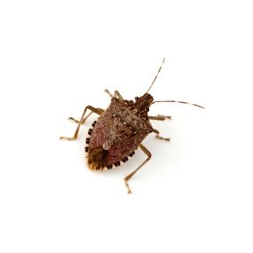 Problems with brown marmorated stink bug? Eliminate them today!