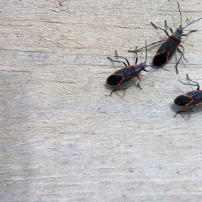 Problems with box elder bugs? Eliminate them today!