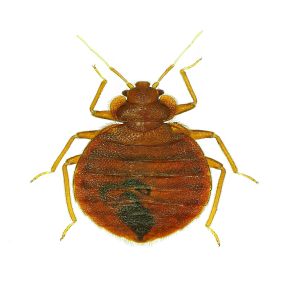Problems with bed bugs? Eliminate them today!