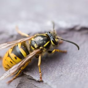 Problems with wasps? Eliminate them today!