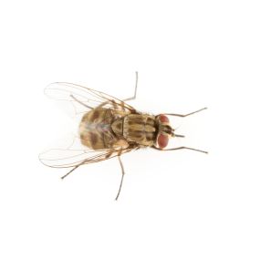 Problems with stable flies? Eliminate them today!