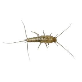 Problems with silverfish? Eliminate them today!